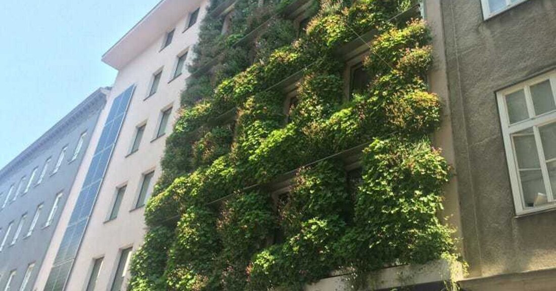Begrünte Fassaden können Energie sparen und das lokale Klima in der Stadt deutlich verbessern. An der TU Wien werden unterschiedliche Fassadenbegrünungs-Strategien erprobt, gemessen und simuliert.