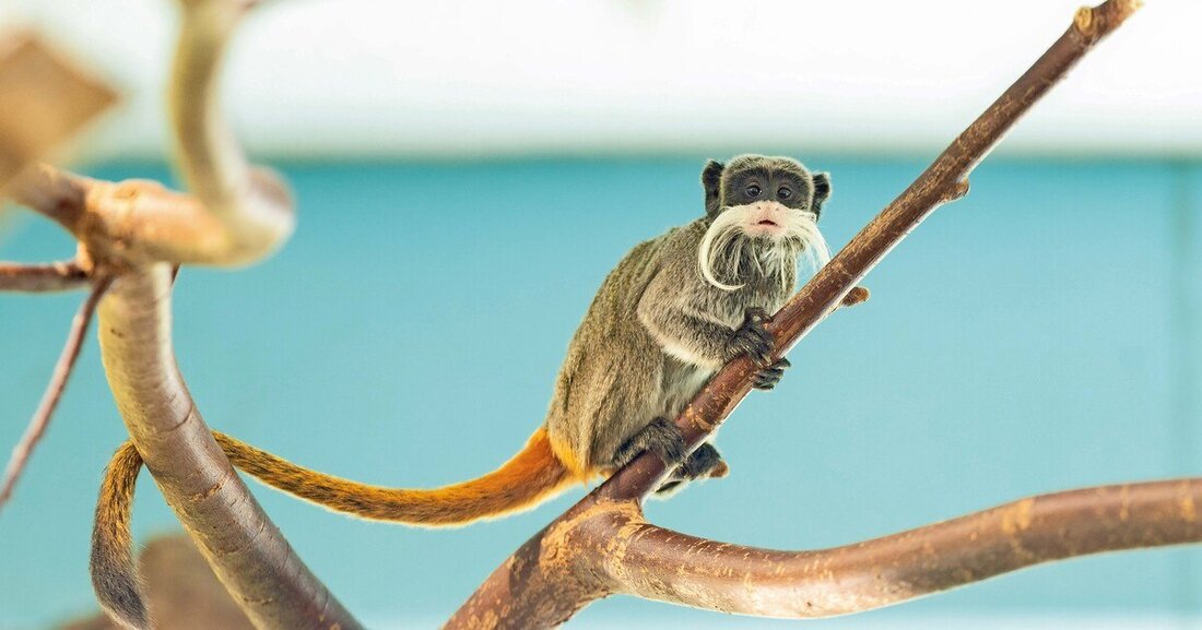 Durch eine neue und energieeffiziente Wärmeversorgung rechnet der Zoo Salzburg mit einer Heizkostenersparnis von circa 20 %