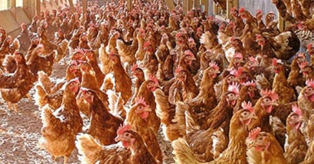 Ein Fallbeispiel aus der Lebensmittelindustrie, das Schule machen soll: Eine Kraft-Wärme-Kopplung mit Biogas als Treibstoff produziert elektrische und thermische Prozessenergie. Außerdem ist die Biogasgülle ein hochwertiger Dünger.