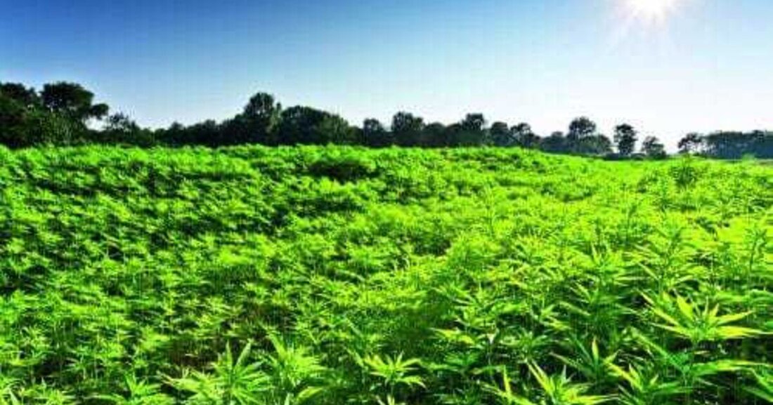 Manchmal muss man einen Schritt zurück gehen, um zwei vorwärts zu kommen und oftmals wächst die Lösung näher als man denkt. Hanf war und ist wieder Baustoff.