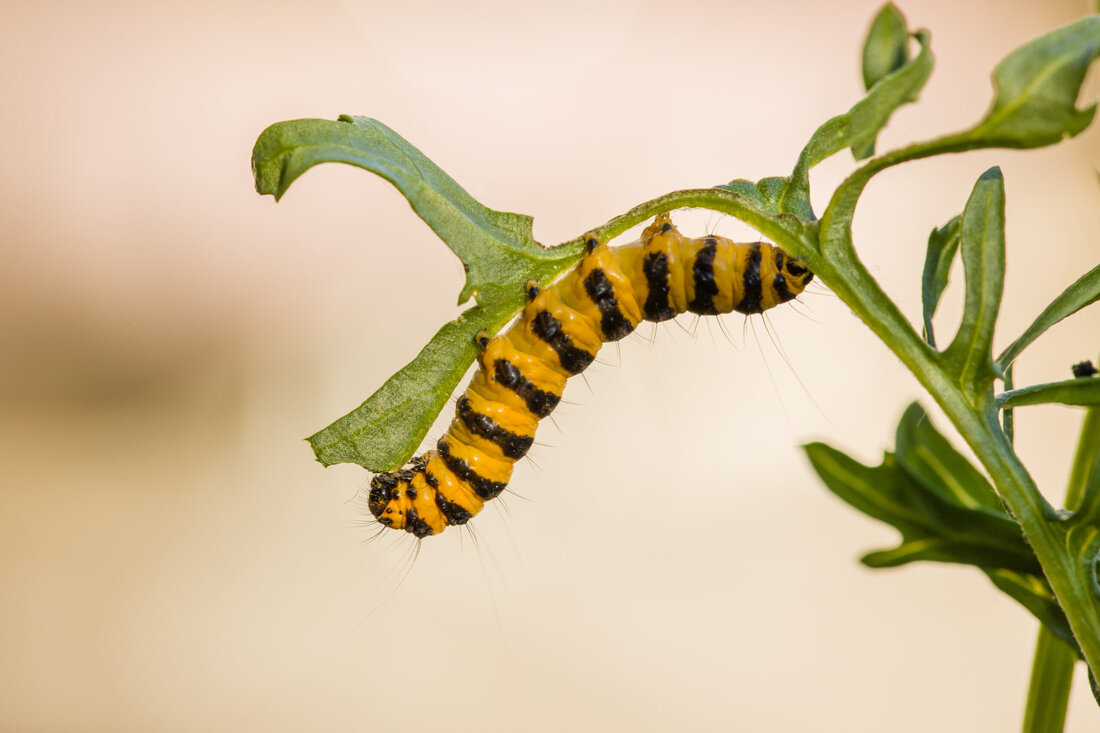 Die Bauwirtschaft steht vor der größten Transformation ihrer Geschichte. Katharina Kothmiller von nonconform und Markus Zilker von einszueins architektur sprechen im Podcast über "aktives Hoffen" für die Branche.