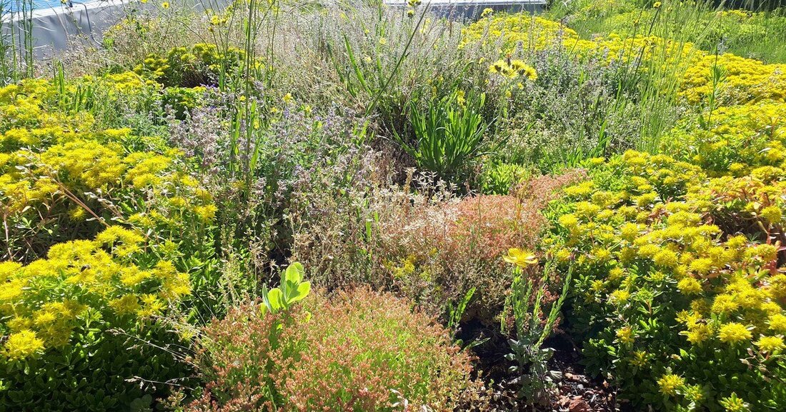 Für ein höheres Wasserspeichervolumen auf begrünten Flachdächern sorgen zusätzliche Retentionsmittel.