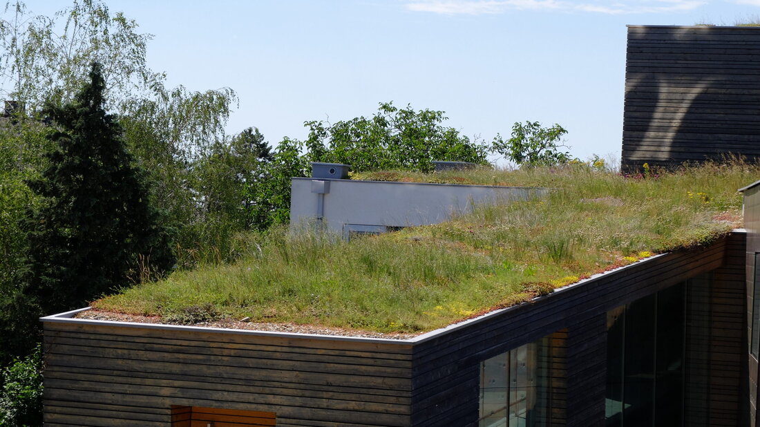 Dass Gründächer nicht in Holzbauweise ausgeführt werden können, ist ein Vorurteil, das sich mit genügend Sachverstand leicht entkräften lässt.