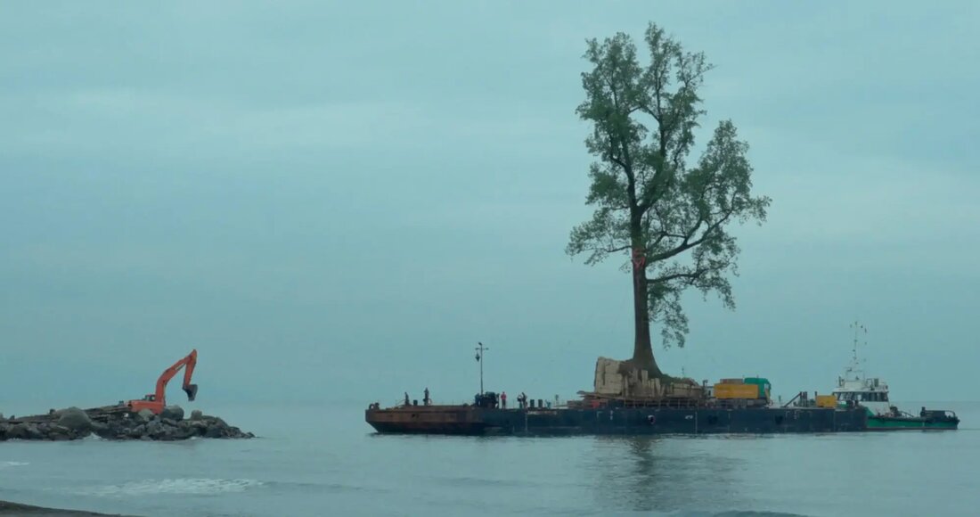 Bäume in Städten werden durchschnittlich nur 25 Jahre alt. Kristina Pujkilovic von der TU München erklärt im Gespräch, warum ein neuer Umgang mit Bäumen in der Architektur nötig ist.