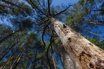 KI macht Jagd auf Borkenkäfer