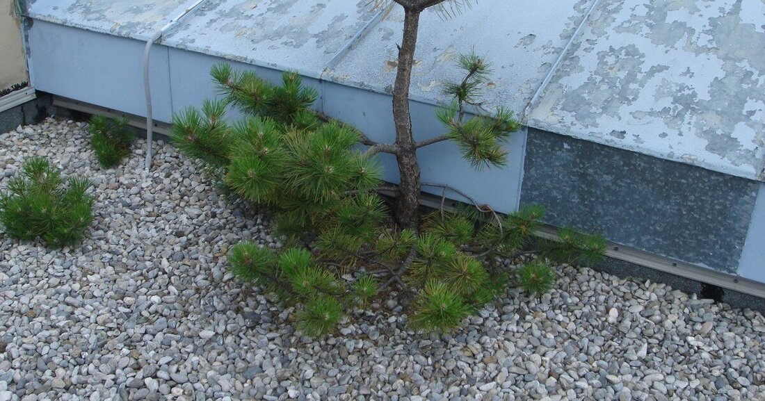 Das Flachdach ist ein besonders intensiv beanspruchter Bauteil. Doch vielfach wird die Wartung und Instandhaltung vernachlässigt.