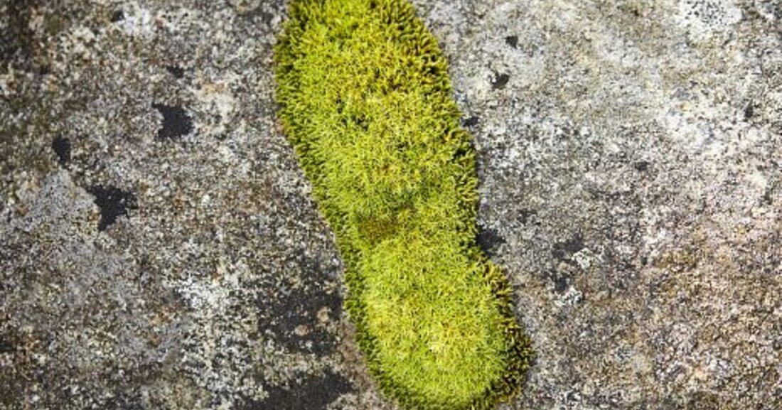 Die Bitumenemulsionsindustrie hat den Carbon Footprint ihrer Produkte ermittelt.