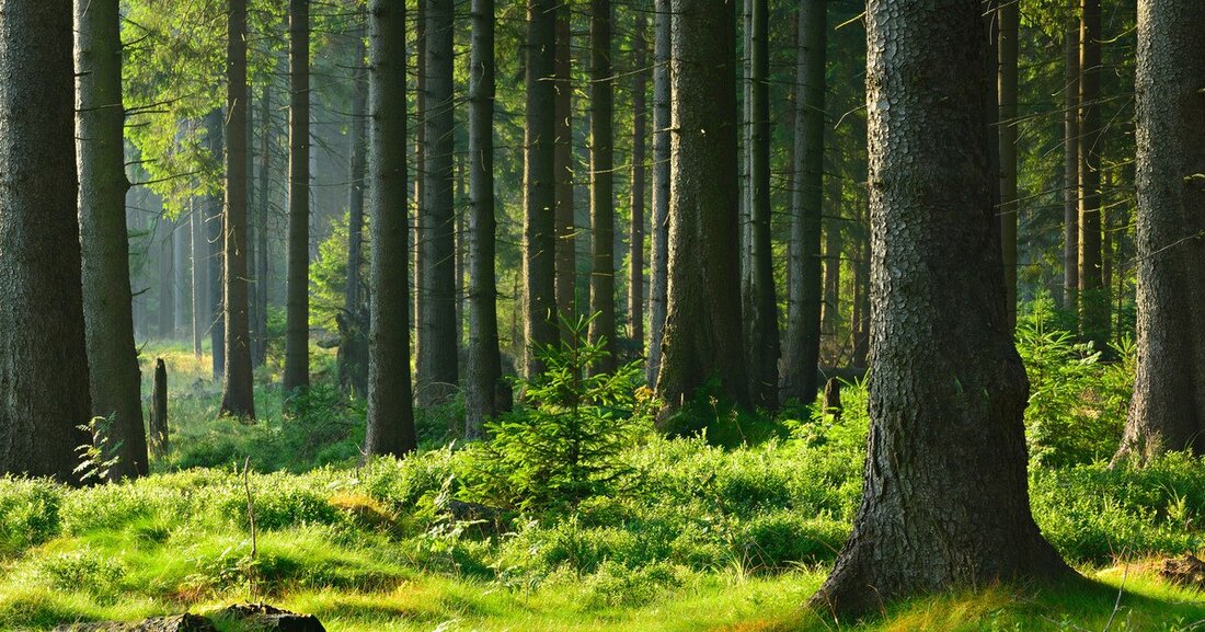 Der Wald ist ein hohes Schutzgut. Unter einen Glassturz braucht man ihn dennoch nicht zu stellen.