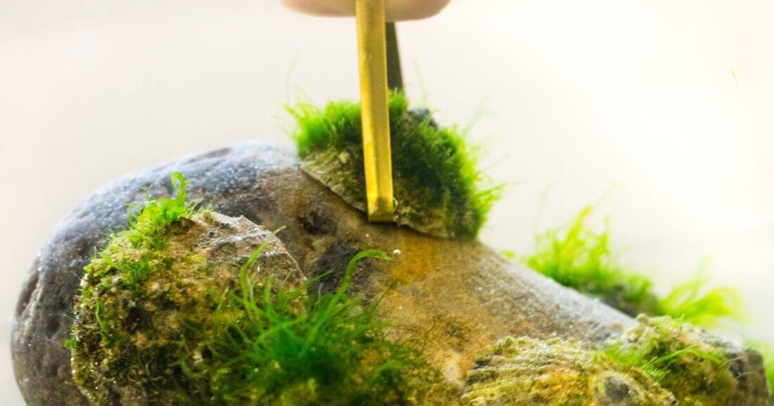 Die Analyse des Pedalschleims der Napfschnecke hat wichtige Erkenntnisse für biobasierte Klebstoffe gebracht.