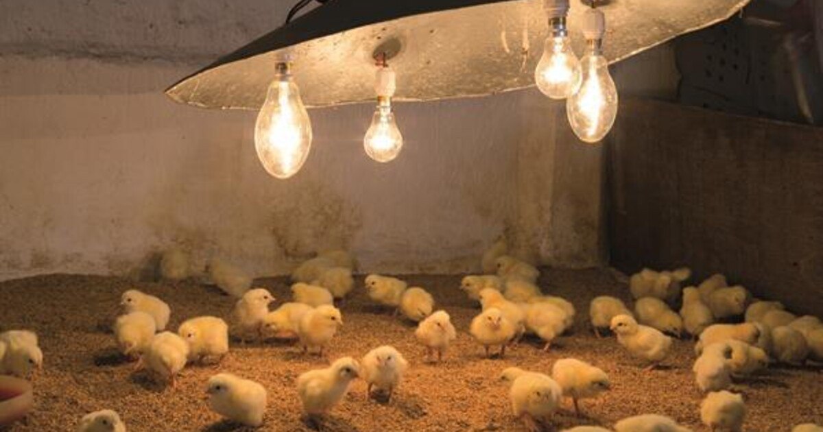 So wird aus Hühnermist Energie