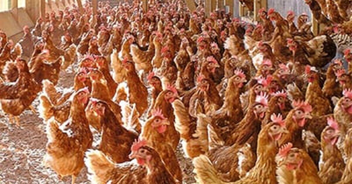 Prozessenergie aus Hühnermist