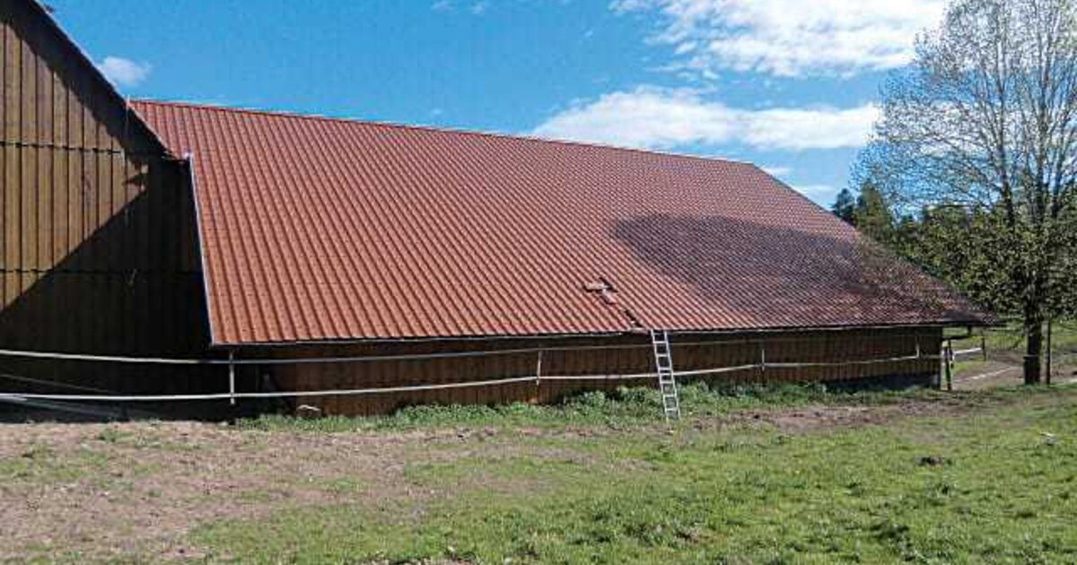 Insekten beschädigen Unterdeckbahnen