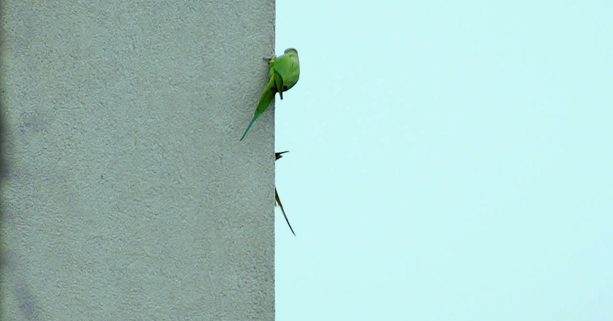 Wenn der Specht an der Fassade klopf