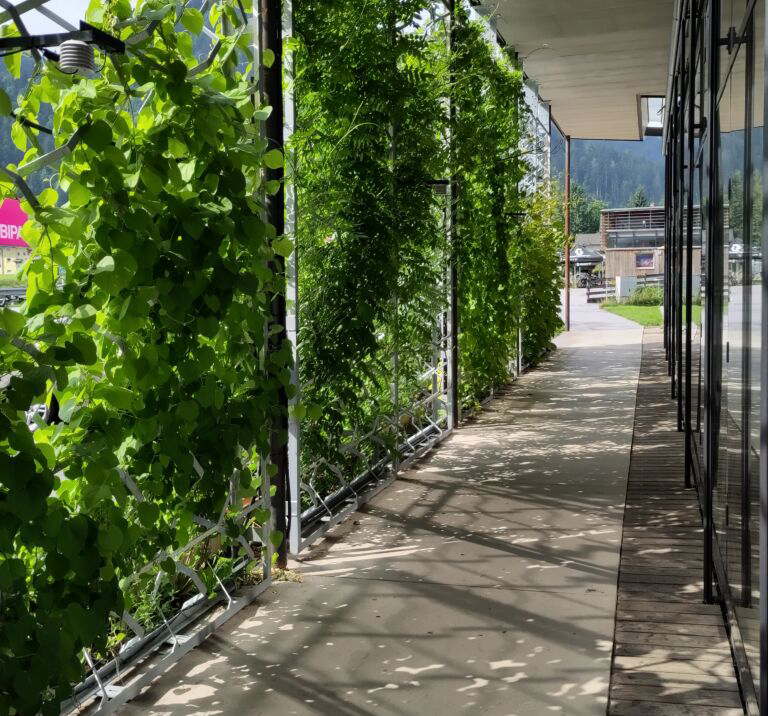 Begrünung: "Ein Puzzlestein gegen sommerliche Überwärmung"