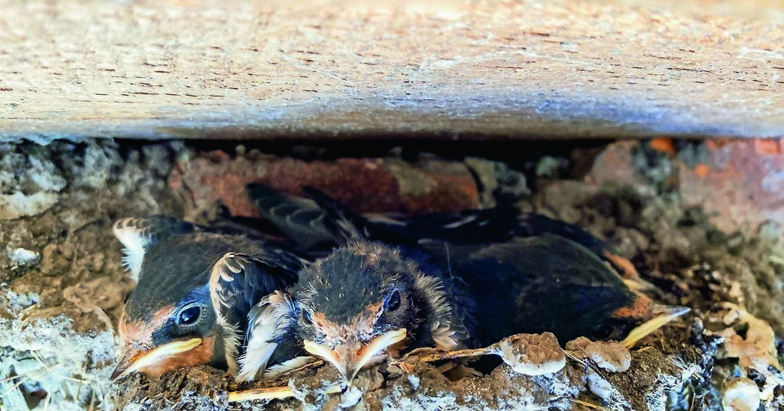 Um Vögel und ihre Nester an Dachvorsprüngen oder Fassaden zu schützen, sollte bei Bauarbeiten auf sie Rücksicht genommen werden.